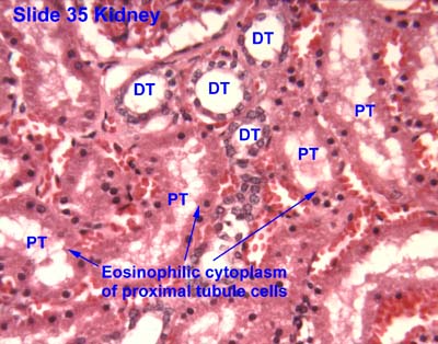 Osculati Faro di profondita orientabile dall'interno DHR 13.242.12